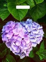 Пакет с вырубной ручкой (31х40)-60 Сердце Гортензии Тико 50/500