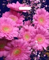 Пакет с вырубной ручкой (38х45)-60 Яркие герберы ламинат Тико 50/500